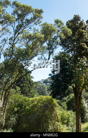 Wellington Botanischen Garten im Herbst, Wellington, Neuseeland Stockfoto