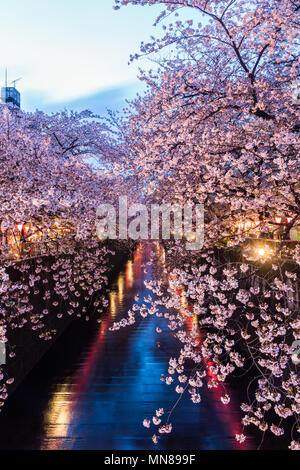 Sakura. Kirschblüte in Meguro Canal in Tokio, Japan. In der Dämmerung. Stockfoto