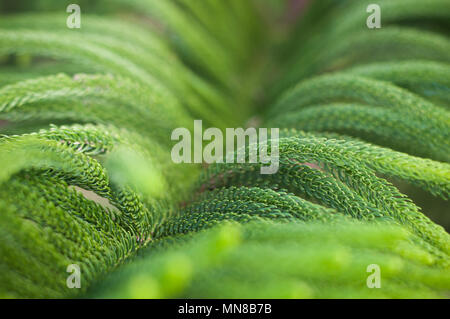 In der Nähe von Norfolk Island pine Zweig frischen unscharfen Hintergrund, Aruacaria araucana Stockfoto