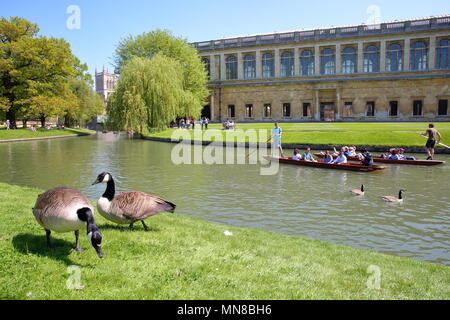 CAMBRIDGE, UK - 6. Mai 2018: Touristen und Studenten stochern auf dem Fluss Cam mit Gänsen im Vordergrund, dem Trinity College und St John's College Chapel Stockfoto