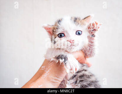 Niedlich hilflos 2-Wochen alte Kätzchen in der weiblichen Hand. Die Schnauze ist durch saure Sahne auf Kamera verschmiert. Stockfoto