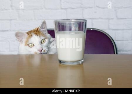 Cute tabby Katze schauen neugierig zu einer Tasse Milch. Stockfoto