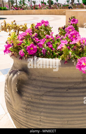 Schöne rosa petunia Blumen in großen antiken Tontopf Stockfoto