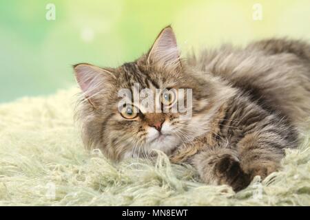 Deutsch Langhaar Katze liegend Stockfoto