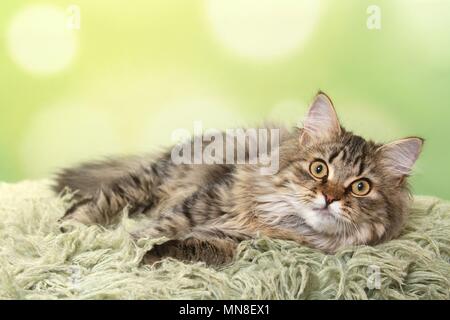 Deutsch Langhaar Katze liegend Stockfoto