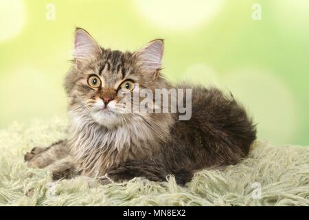 Deutsch Langhaar Katze liegend Stockfoto