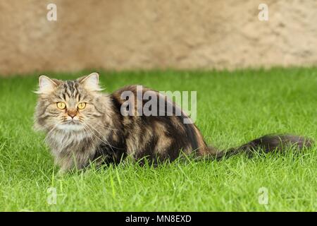 Deutsch Langhaar Katze liegend Stockfoto