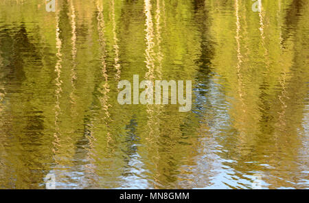 Birken Bäume sich auf See Wasser Stockfoto