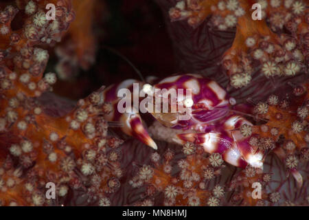 Soft Coral Crab (Lissoporcellana nakasonei Porzellan) Durchführung der Eier. Bild wurde in Anilao, Philippinen genommen Stockfoto