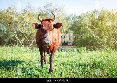 Die Kuh ist Grasten auf einer Weide im Sommer. Landwirtschaft und Viehzucht. Stockfoto