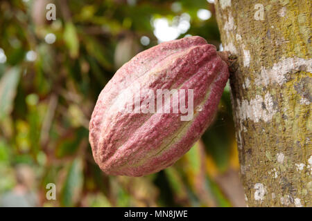 Kakaofrucht wachsende von Baum auf einer Plantage in der Nähe von Baracoa - Kuba Stockfoto