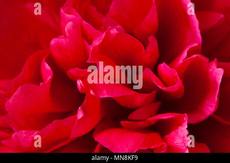 Päonien Blüten Makro Nahaufnahme Stockfoto