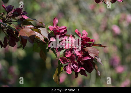 Apple Blossom, Malus 'Royalty' Stockfoto