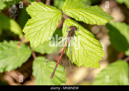 Farbfoto eines reifen Mannes Großen Roten Damselfly thront auf Blatt Stockfoto