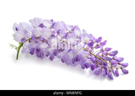 Glyzinien Blüten isoliert auf weißem Hintergrund Stockfoto