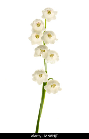 Maiglöckchen Blumen isoliert auf weißem Stockfoto