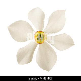 Weiße Narzissen (Narcissus poeticus) auf weißem Hintergrund Stockfoto