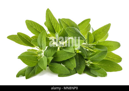 Salbei (Salvia officinalis) Pflanzen isoliert auf weiss Stockfoto