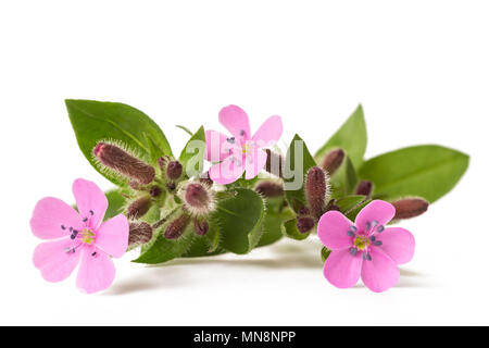 Seifenkraut auf weißem Hintergrund isoliert Stockfoto