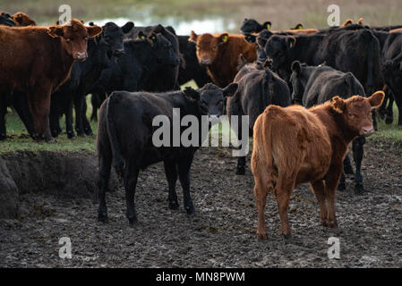 Herde junger Kühe in der Pampa von Argentinien Stockfoto