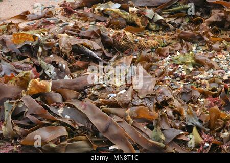 Am Strand Algen aus der Flut gewaschen und zum Trocknen in der Sonne. Stockfoto