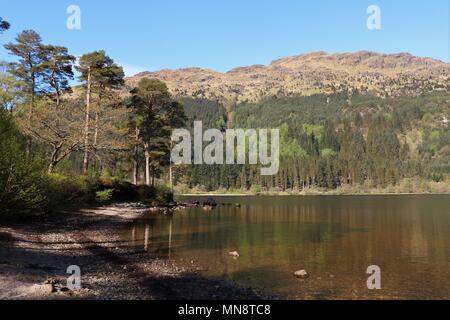 Schönen Loch Eck, Schottland, UK an einem klaren sonnigen Tag, Wasser und Berge in eine atemberaubende Aussicht. Eine beliebte Touristenattraktion. Stockfoto