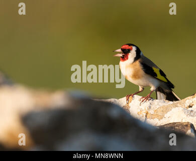 Ein Stieglitz (Carduelis carduelis) auf einem trockenmauern Wand, Cotswolds, Gloucestershire gehockt Stockfoto