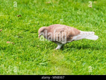 Ein Schuss von einem braunen Wilde Taube stehend auf einem Rasen auf der Suche nach Essen. Stockfoto