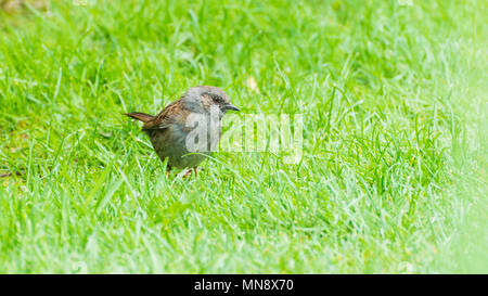 Ein Schuss von einem dunnock, stehend auf einem Garten Rasen. Stockfoto