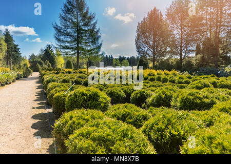 Nadelbäume in der Gärtnerei Stockfoto