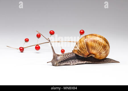 Spargel und Helix pomatia auf weißem Hintergrund, Kosmetik und Medizin Stockfoto