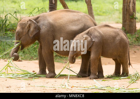 Elefanten füttern am Udwawalawe Elephant Transit zu Hause Uwawalawe Nationalpark in Sri Lanka. Stockfoto