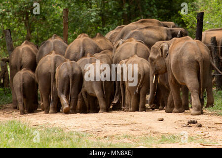 Elefanten push durch ein Tor am Udwawalawe Elephant Transit zu Hause Uwawalawe Nationalpark in Sri Lanka.