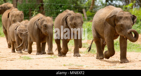 Elefanten füttern am Udwawalawe Elephant Transit zu Hause Uwawalawe Nationalpark in Sri Lanka. Stockfoto