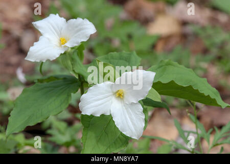 Großblütige trillium bei Waschbär Creek State Park in Pennsylvania Stockfoto