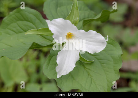 Großblütige trillium bei Waschbär Creek State Park in Pennsylvania Stockfoto