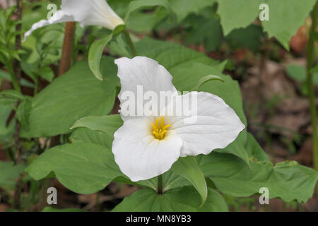 Großblütige trillium bei Waschbär Creek State Park in Pennsylvania Stockfoto