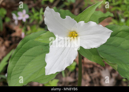 Großblütige trillium bei Waschbär Creek State Park in Pennsylvania Stockfoto