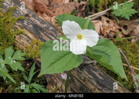 Großblütige trillium bei Waschbär Creek State Park in Pennsylvania Stockfoto