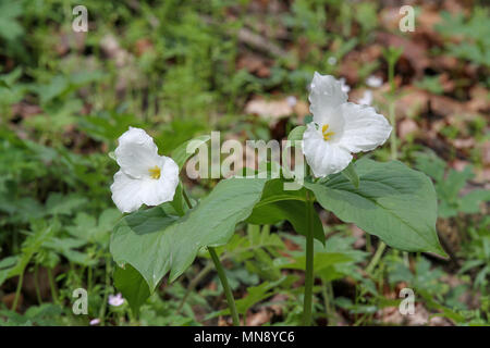 Großblütige trillium bei Waschbär Creek State Park in Pennsylvania Stockfoto