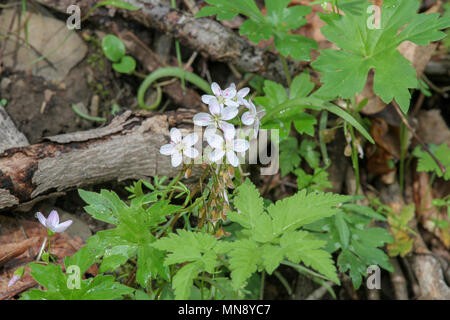 Frühling Schönheit an Waschbär Creek State Park Pennsylvania Stockfoto