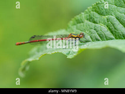 Eine Makroaufnahme eines großen Red damselfly sitzt auf einem grünen Blatt. Stockfoto