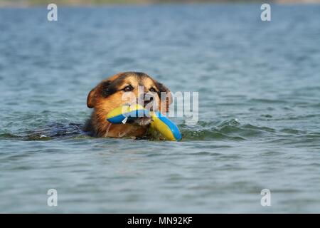 Berner-Berg-Hund-Schäferhund spielen Stockfoto