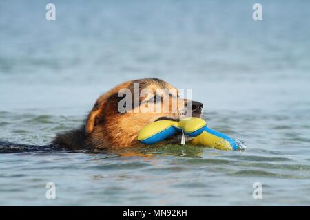 Berner-Berg-Hund-Schäferhund spielen Stockfoto