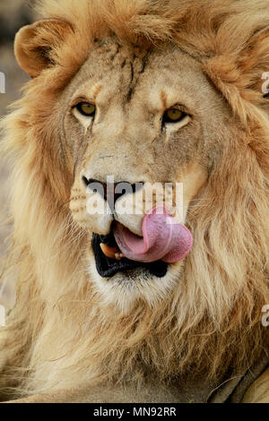 Männliche Löwe (Panthera leo) im Drakenstein Lion Park, Klapmuts, Provinz Western Cape, Südafrika. Stockfoto