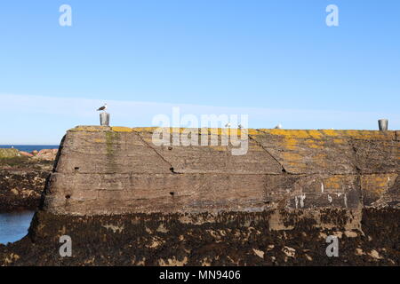 Die Möwen sitzen auf alte Pier mit klarem, blauem Himmel und Felsen im Hintergrund Stockfoto
