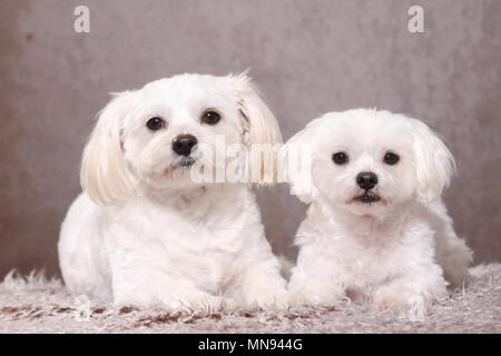 Malteser und Shih Tzu Stockfoto