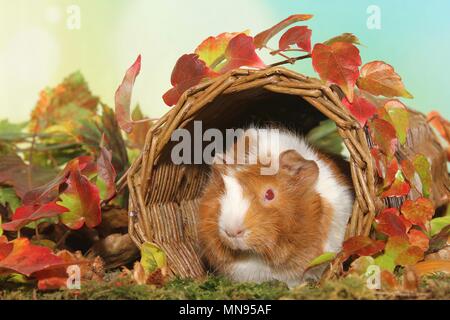 Guinea pig Stockfoto