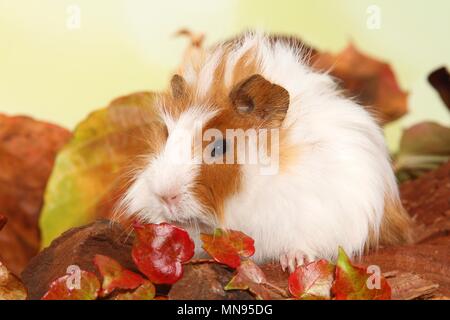 junge Angora-Meerschweinchen Stockfoto