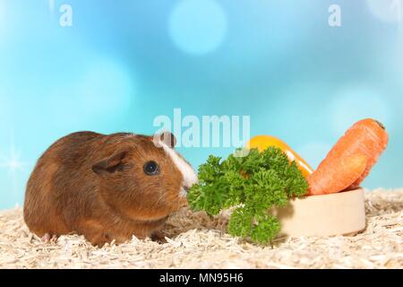 Kurzhaar Meerschweinchen Stockfoto